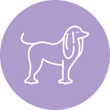 honden-dog-image-slider